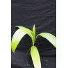 Pritchardia remota - Nihoa-Fächerpalme