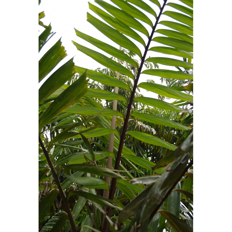 Veitchia vitiensis