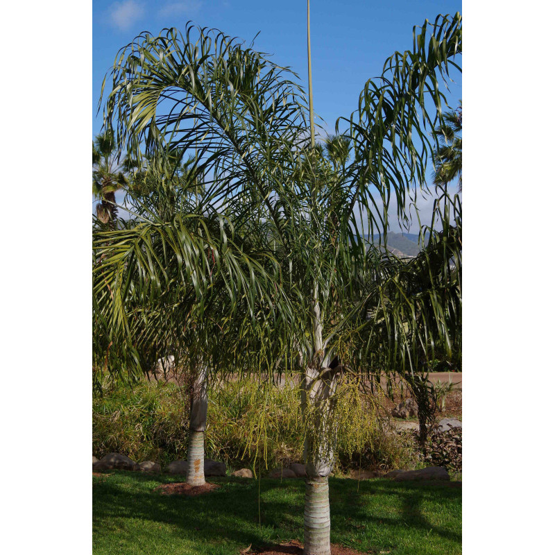 Dypsis plumosa (syn. Chrysalidocarpus plumosus,  sp. "fine leaf")