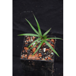 Acanthophoenix rubra - Rote Barbel-Palme