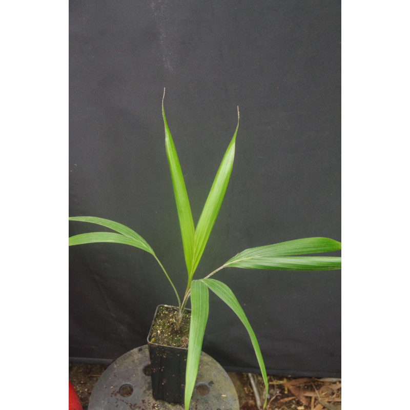 Dictyosperma album var. conjugatum - Round Island Hurrican-Palme