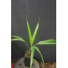 Dictyosperma album var. conjugatum - Round Island Hurrican-Palme