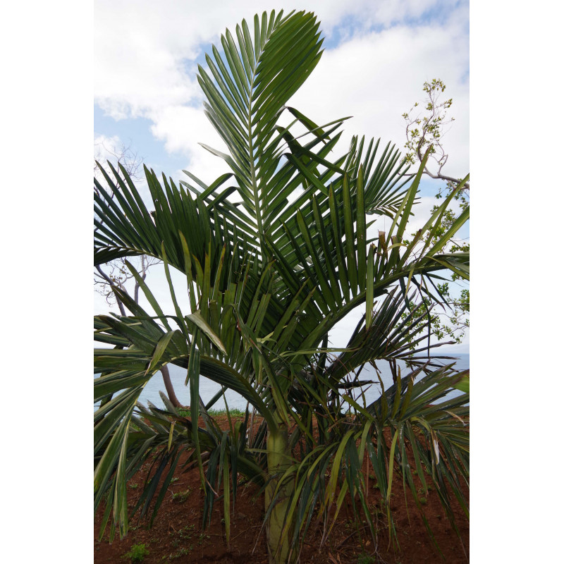 Chambeyronia houailouensis - Houailou-Rotblattpalme