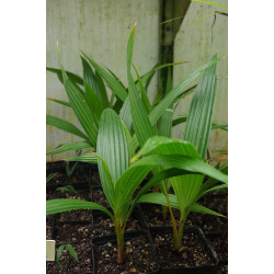 Pritchardia remota - Nihoa-Fächerpalme