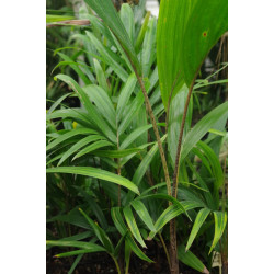 Veitchia joannis - Joannis-Palme