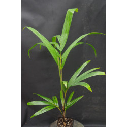 Veitchia joannis - Joannis-Palme