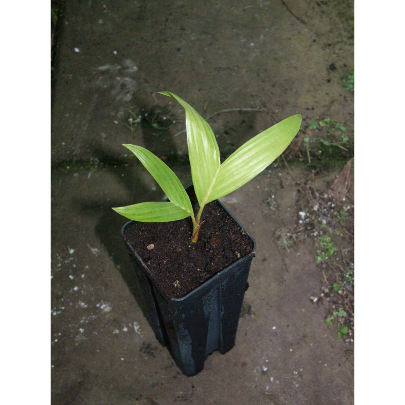 Areca novohibernica - Kugumaru Palm