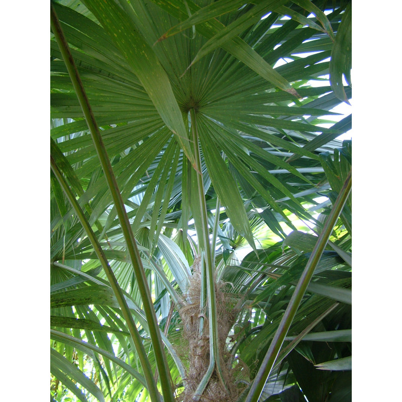 Cryosophila warszewiczii - Wurzelstachel-Palme