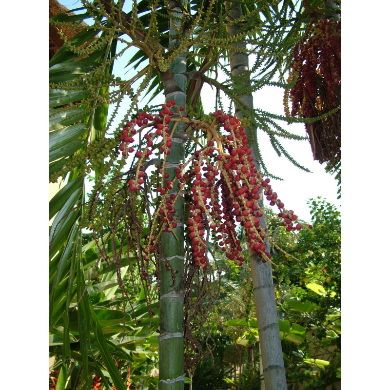 Ptychosperma macarthurii - MacArthur-Palme