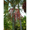 Ptychosperma macarthurii - MacArthur-Palme