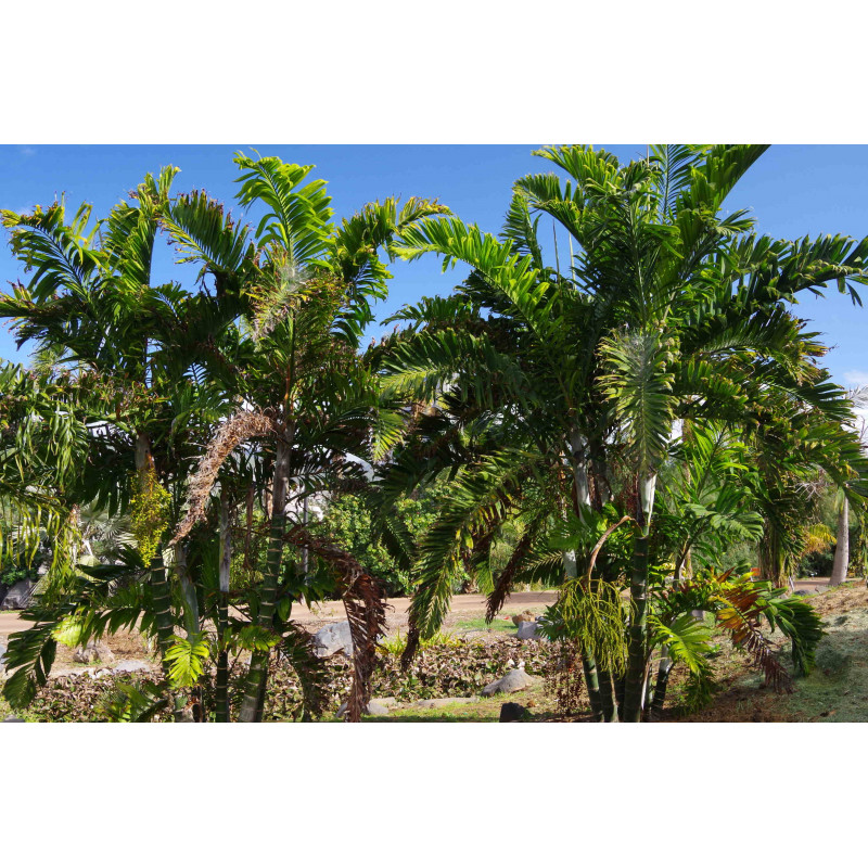 Dypsis lanceolata (syn. Chrysalidocarpus lanceolatus) - Ivovowo Palm