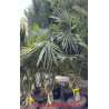 Howeia belmoreana - Curly-Palme