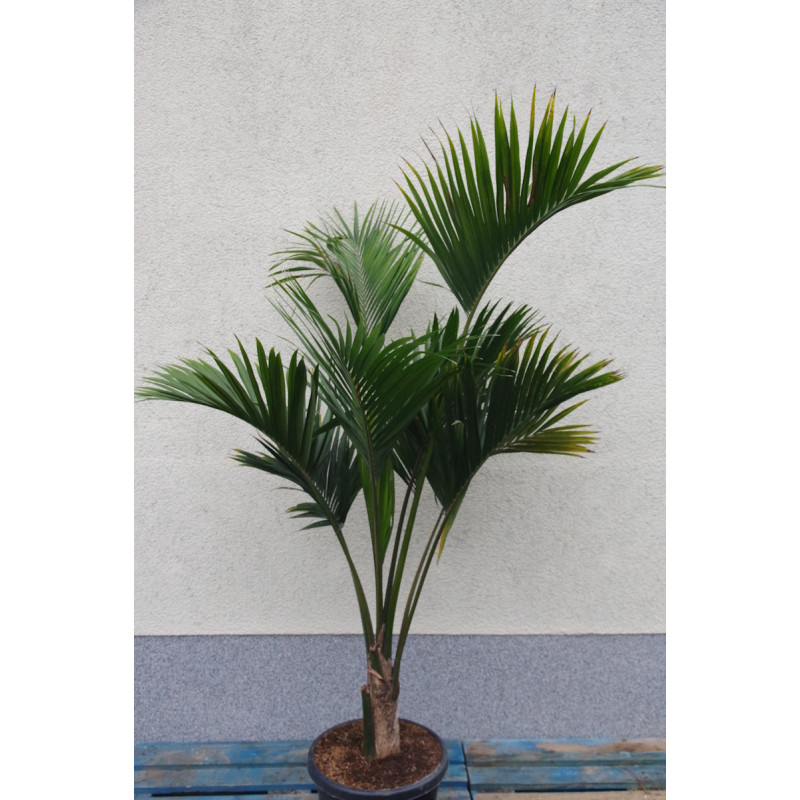 Howeia belmoreana - Curly-Palme