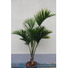 Howeia belmoreana - Curly-Palme
