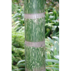 Chambeyronia macrocarpa "Watermelon" - Watermelon-Red Leaf Palm