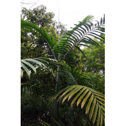 Chambeyronia macrocarpa "Watermelon" - Watermelon-Red Leaf Palm