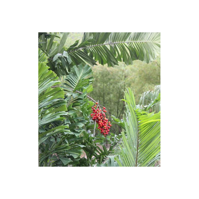 Aiphanes horrida - Mararay Palm