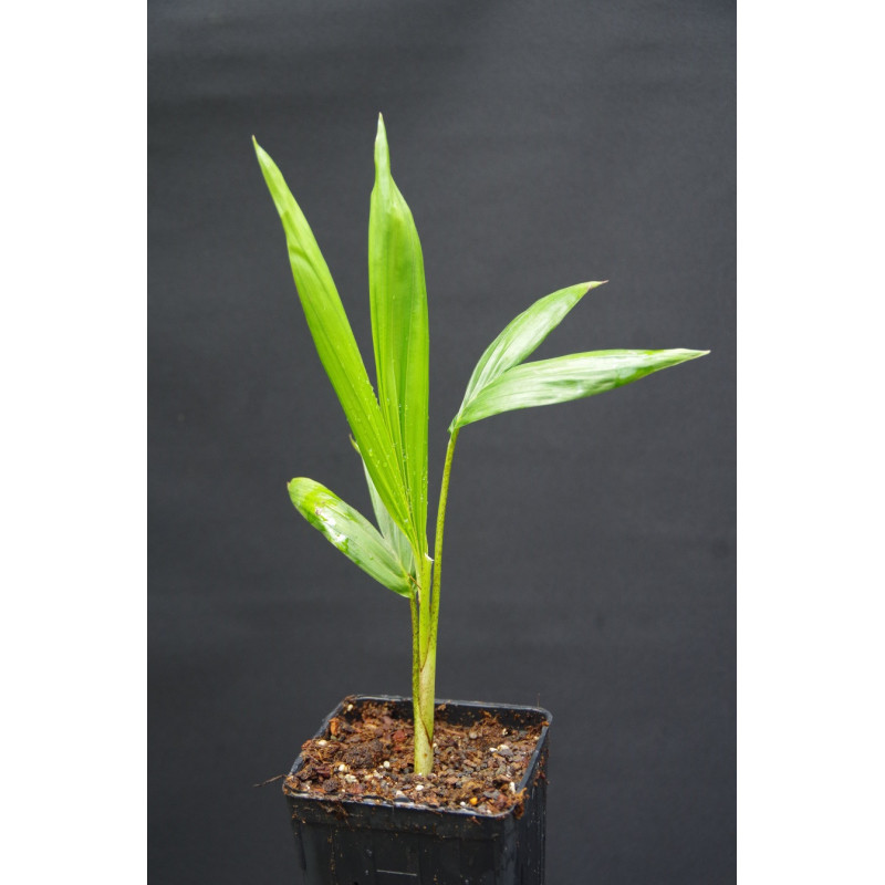 Archontophoenix tuckeri - Peach Creek-Palme