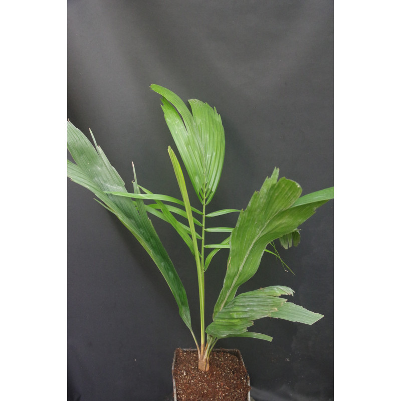 Attalea cohune - Cohune-Palme