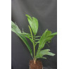 Attalea cohune - Cohune-Palme
