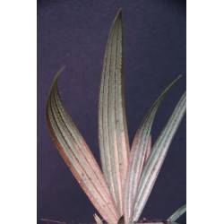 Sommieria leucophylla - Sleek palm