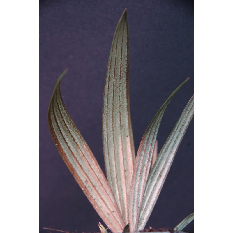 Sommieria leucophylla - Sleek palm