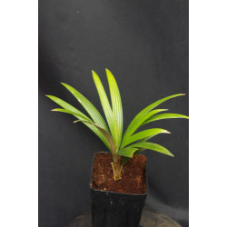 Sommieria leucophylla - Glatte Palme