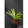 Sommieria leucophylla - Sleek palm