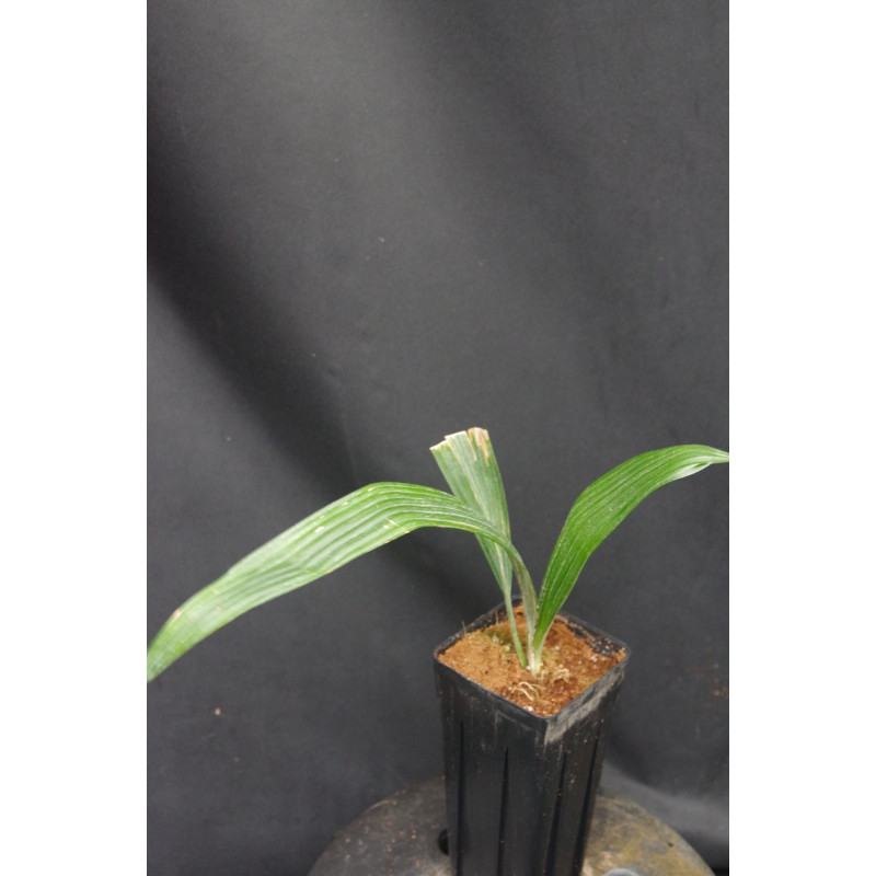 Sabinaria magnifica - Schmetterlingspalme