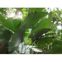 Sabinaria magnifica - Schmetterlingspalme