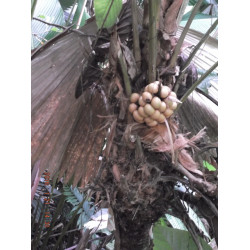 Sabinaria magnifica - Schmetterlingspalme