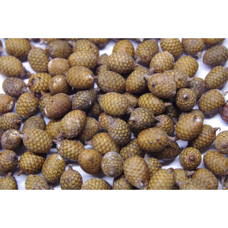 Calamus ovoides