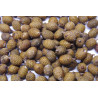Calamus ovoides