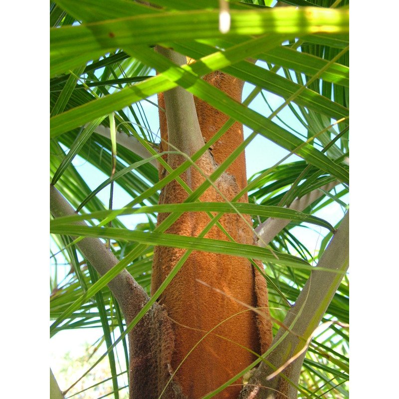Dypsis leptocheilos