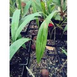 Pholidocarpus kingianus