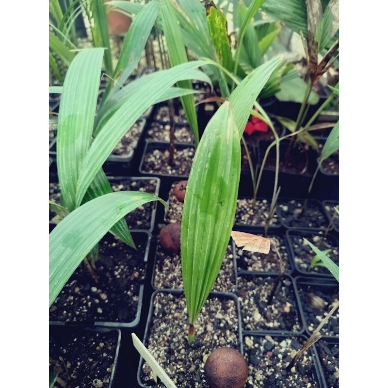 Pholidocarpus kingianus