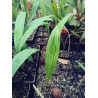 Pholidocarpus kingianus