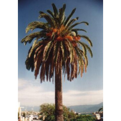 Phoenix canariensis - Canary Date Palm