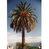 Phoenix canariensis - Canary Date Palm Phoenix canariensis - Canary Date Palm