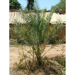 Phoenix dactylifera - Echte Dattelpalme