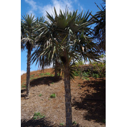 Coccothrinax macroglossa