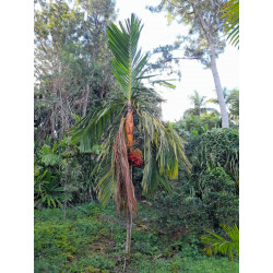 Areca vestiaria "Orange Form" - Vestiaria-Palme