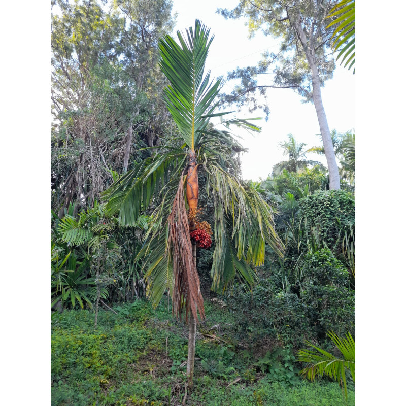 Areca vestiaria "orange form" - Vestiaria Palm
