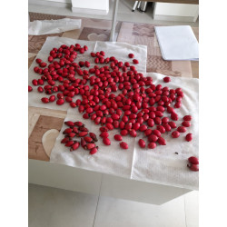 Areca vestiaria "orange form" - Vestiaria Palm