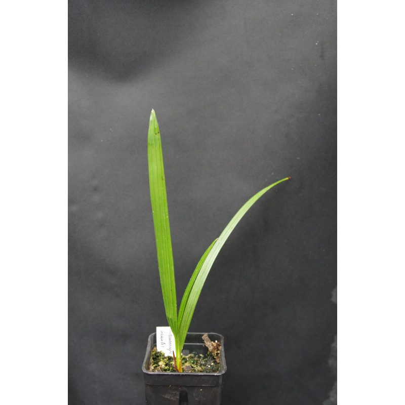 Chamaerops humilis - Dwarf Palm Chamaerops humilis - Dwarf Palm