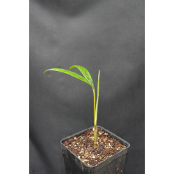 Chambeyronia macrocarpa "Watermelon" - Rotblattpalme