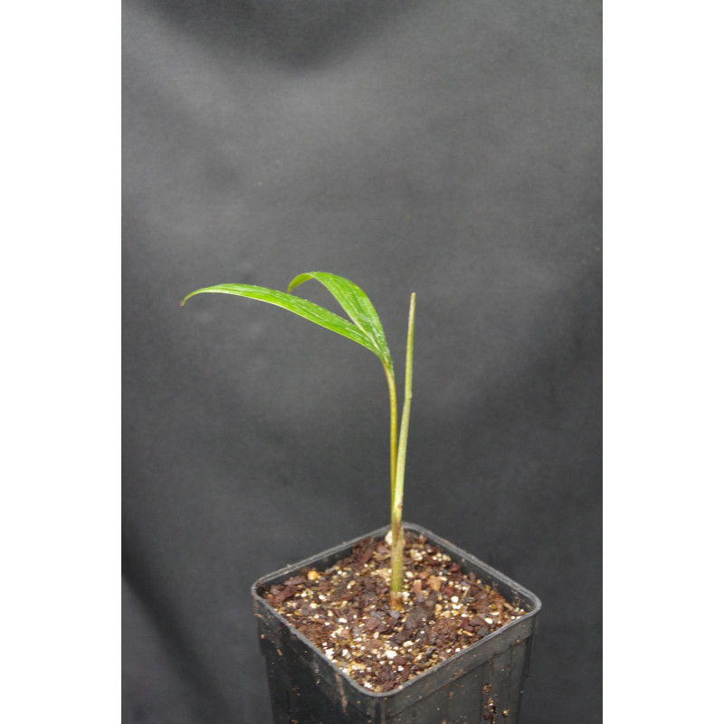 Chambeyronia macrocarpa "Watermelon" - Watermelon-Red Leaf Palm Chambeyronia macrocarpa "Watermelon" - Watermelon-Red Leaf Palm