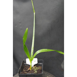 Copernicia alba - Caranday-Palme