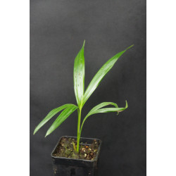 Dypsis cabadae (syn. Chrysalidocarpus c.) - Cabada-Palme