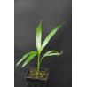 Dypsis cabadae (syn. Chrysalidocarpus c.) - Cabada-Palme